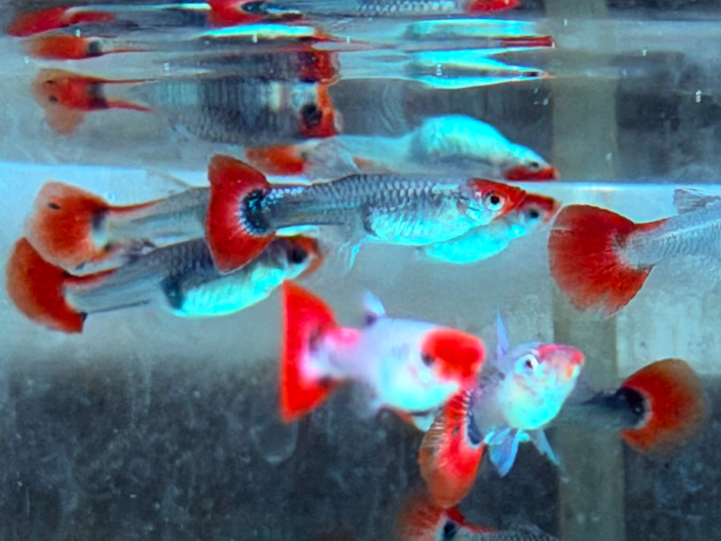 Red Cap Koi Tuxedo Guppy Poecilia reticulata Weibchen