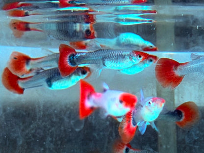 Red Cap Koi Tuxedo Guppy Poecilia reticulata Weibchen