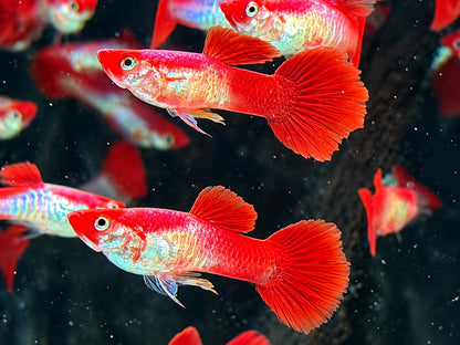 Red Cap Snakeskin Koi Guppy Poecilia reticulata Männchen