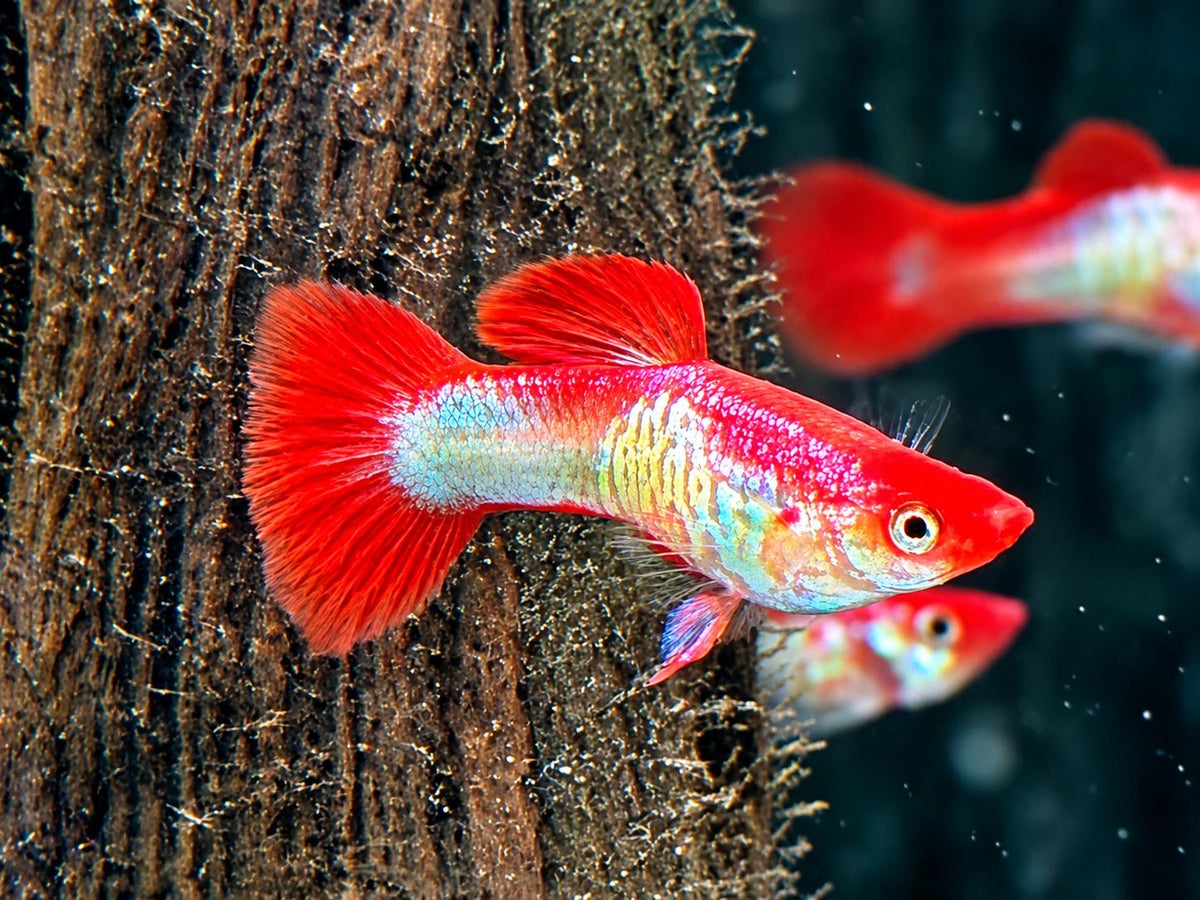 Red Cap Snakeskin Koi Guppy Poecilia reticulata Männchen