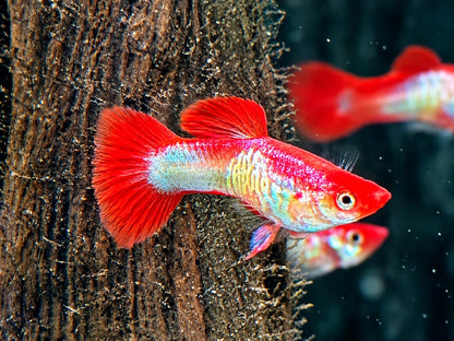 Red Cap Snakeskin Koi Guppy Poecilia reticulata Männchen