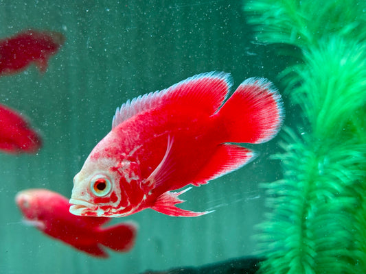 Red Chili Pfauenaugenbuntbarsch Oscar Astronotus ocellatus 7-8 cm