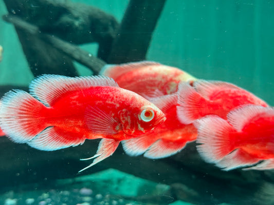 Red Chili Pfauenaugenbuntbarsch Oscar Astronotus ocellatus 5-6cm