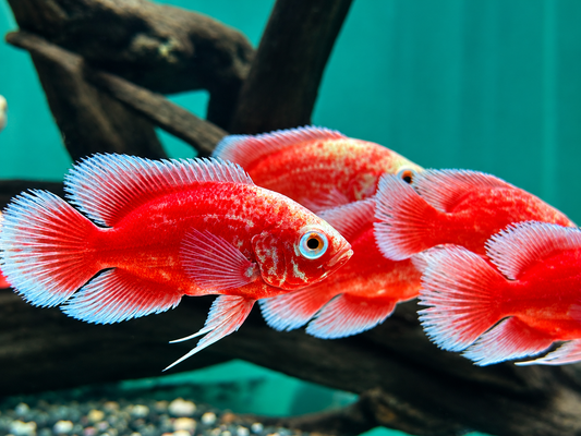 Red Chili Pfauenaugenbuntbarsch Oskar Astronotus ocellatus 6-7cm
