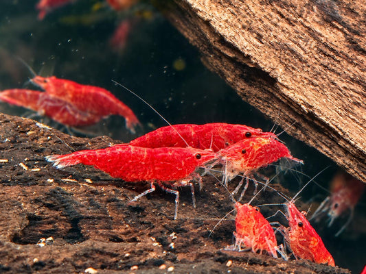 Red Fire Garnele Neocaridina davidi