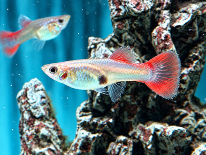 Red Lace Guppy Weibchen Poecilia reticulata