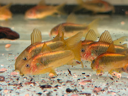 Red Laser Panzerwels CW014 Osteogaster Corydoras red stripe