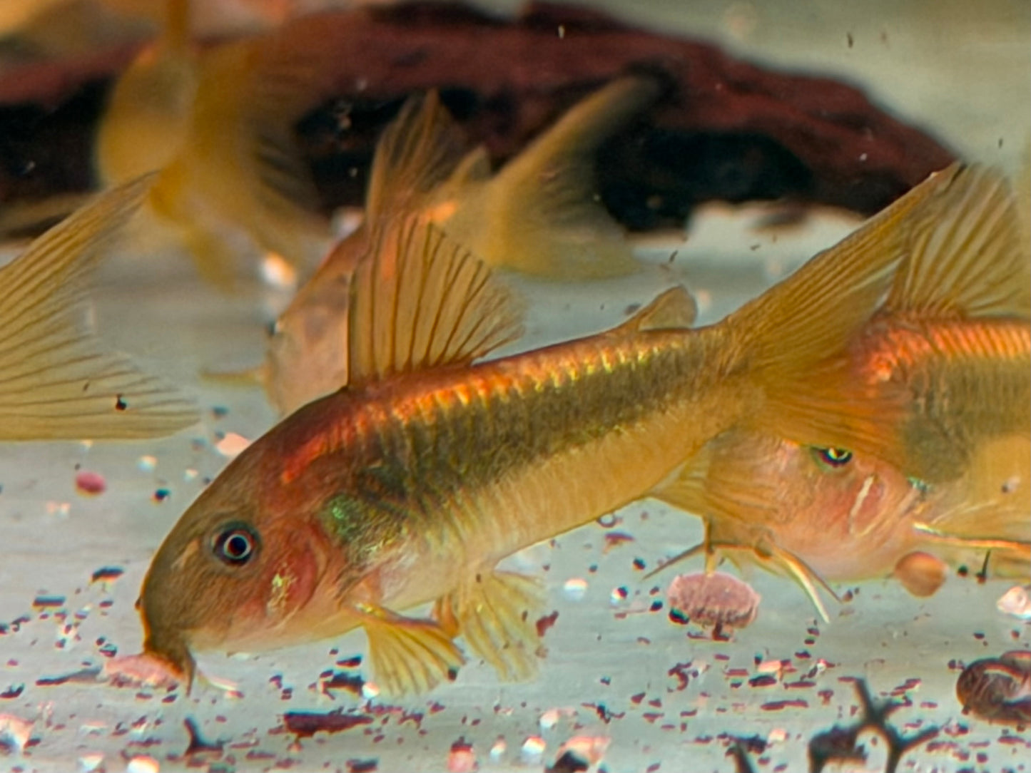 Red Laser Panzerwels CW014 Osteogaster Corydoras red stripe