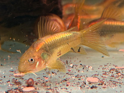 Red Laser Panzerwels CW014 Osteogaster Corydoras red stripe