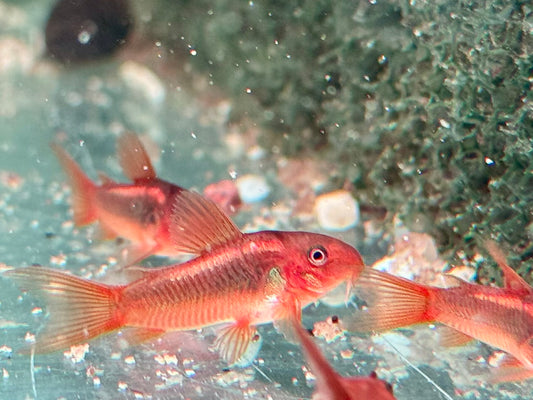 Red Laser Panzerwels CW014 Osteogaster Corydoras red stripe