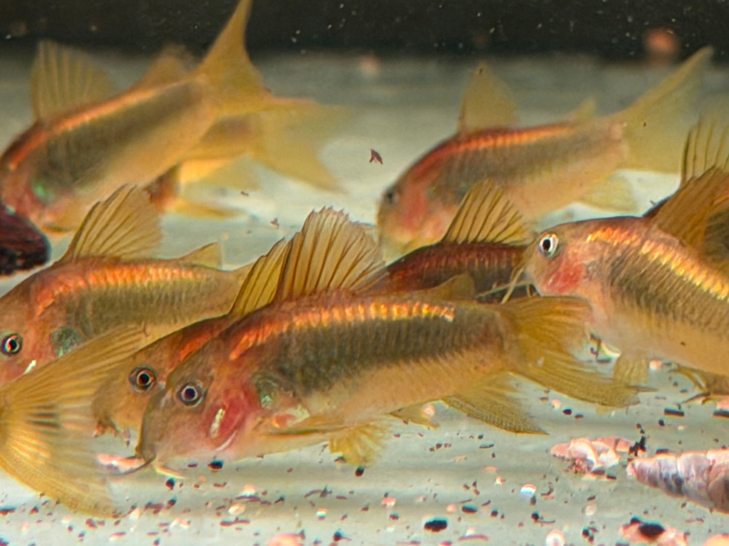 Red Laser Panzerwels CW014 Osteogaster Corydoras red stripe