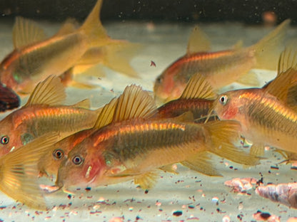 Red Laser Panzerwels CW014 Osteogaster Corydoras red stripe