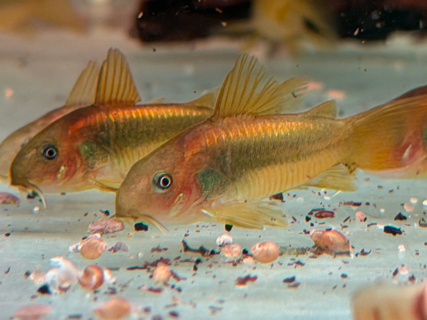 Red Laser Panzerwels CW014 Osteogaster Corydoras red stripe