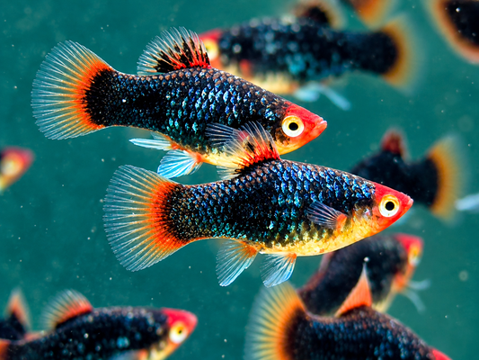 Red Parrot Platy Xiphophorus maculatus