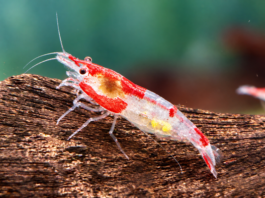 Red Rili Garnele Neocaridina davidi
