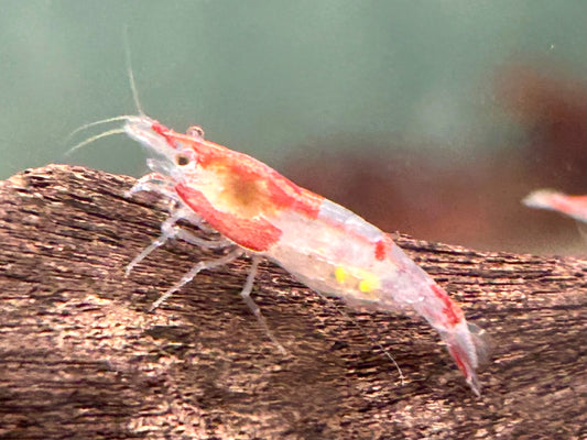 Red Rili Garnele Neocaridina davidi