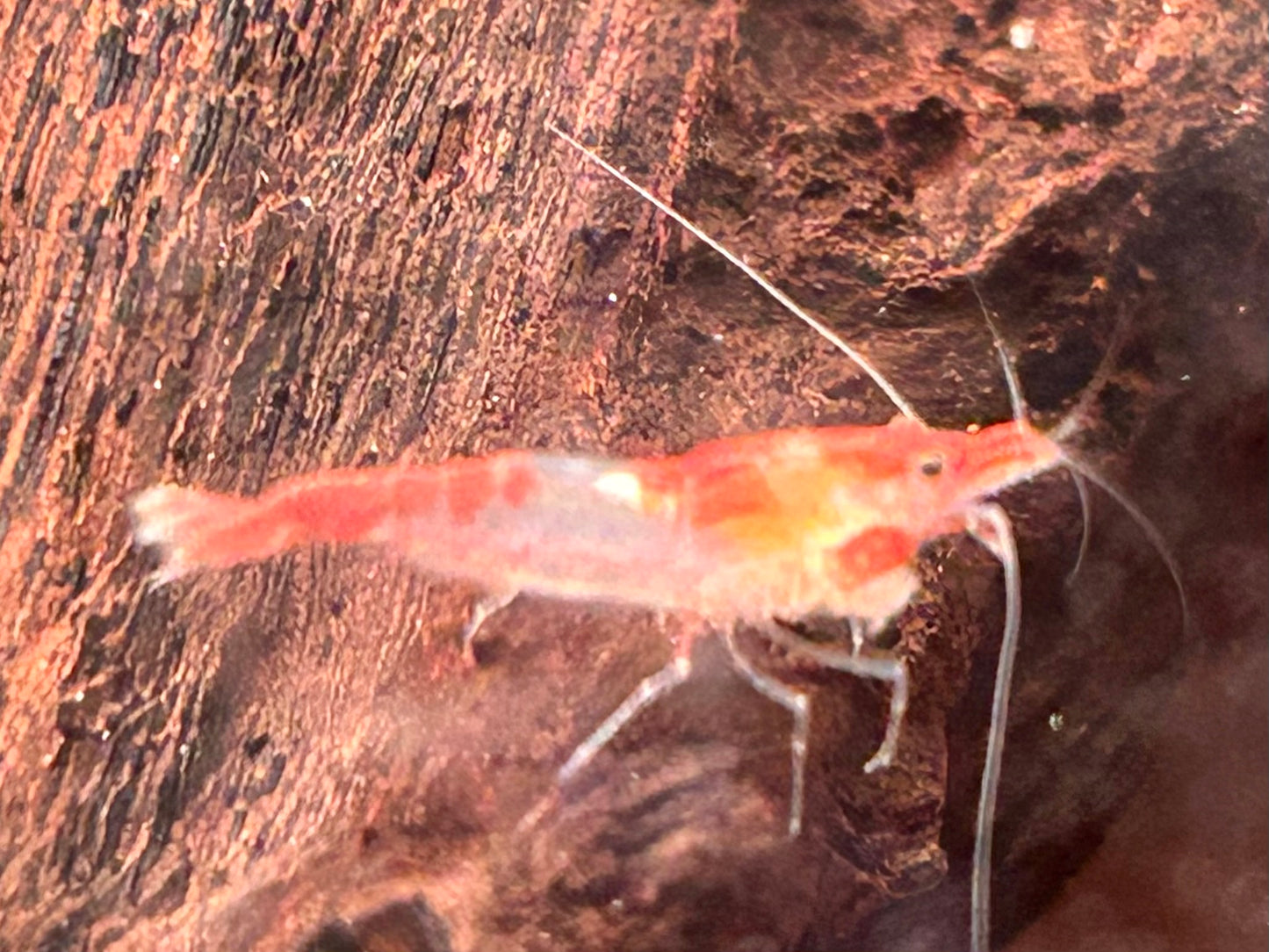 Red Rili Garnele Neocaridina davidi