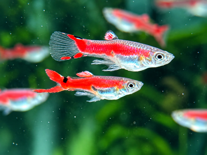 Red Scarlet Endler Guppy Poecilia wingei Männchen