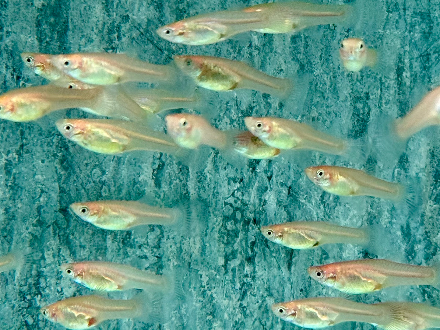 Red Scarlet Endler Guppy Poecilia wingei Weibchen