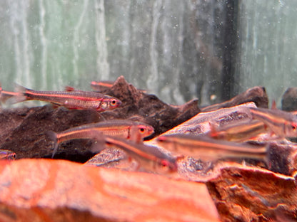 Regenbogenelritze Notropis chrosomus