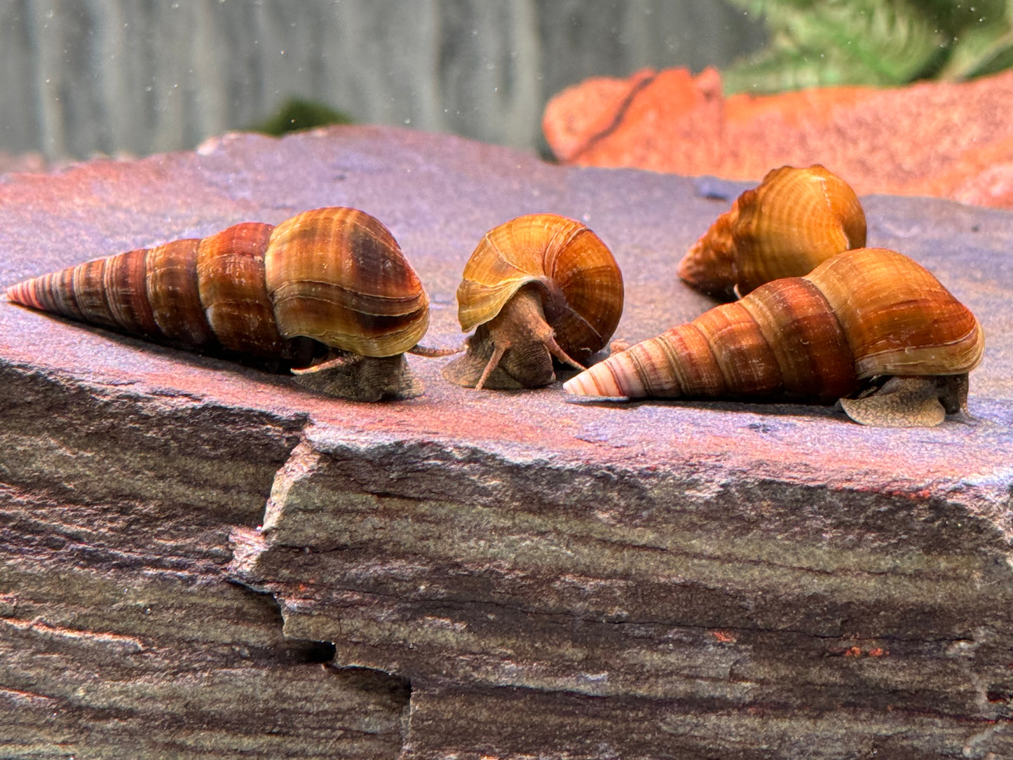 Riesen Herkules Turmdeckelschnecke Brotia herculea