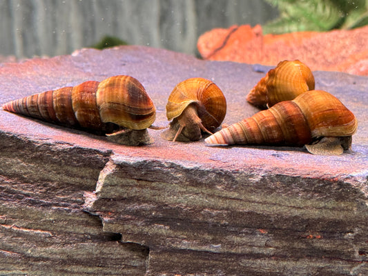 Riesen Herkules Turmdeckelschnecke Brotia herculea