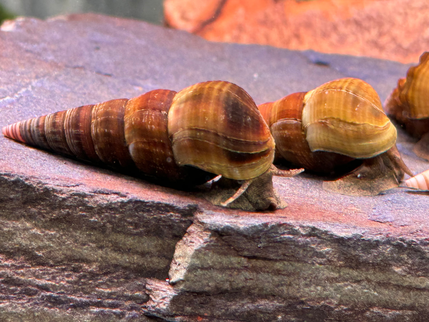 Riesen Herkules Turmdeckelschnecke Brotia herculea