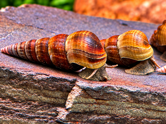 Riesen Herkules Turmdeckelschnecke Brotia herculea