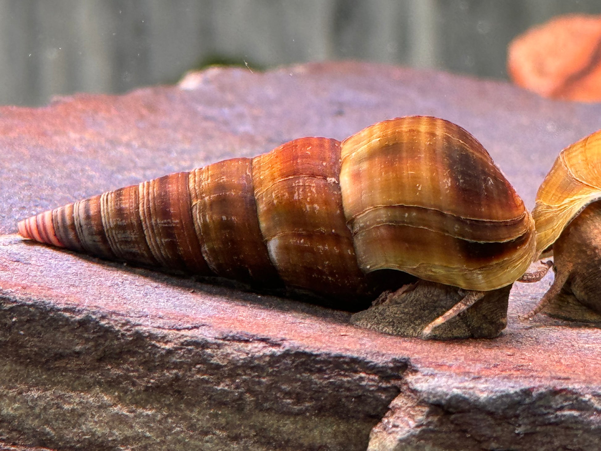 Herculea Riesen Herkules Turmdeckelschnecke Brotia herculea – zierfische-online.com