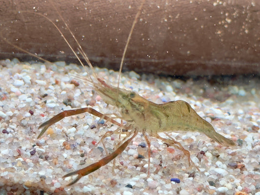 Ringelhandgarnele Macrobrachium assamense