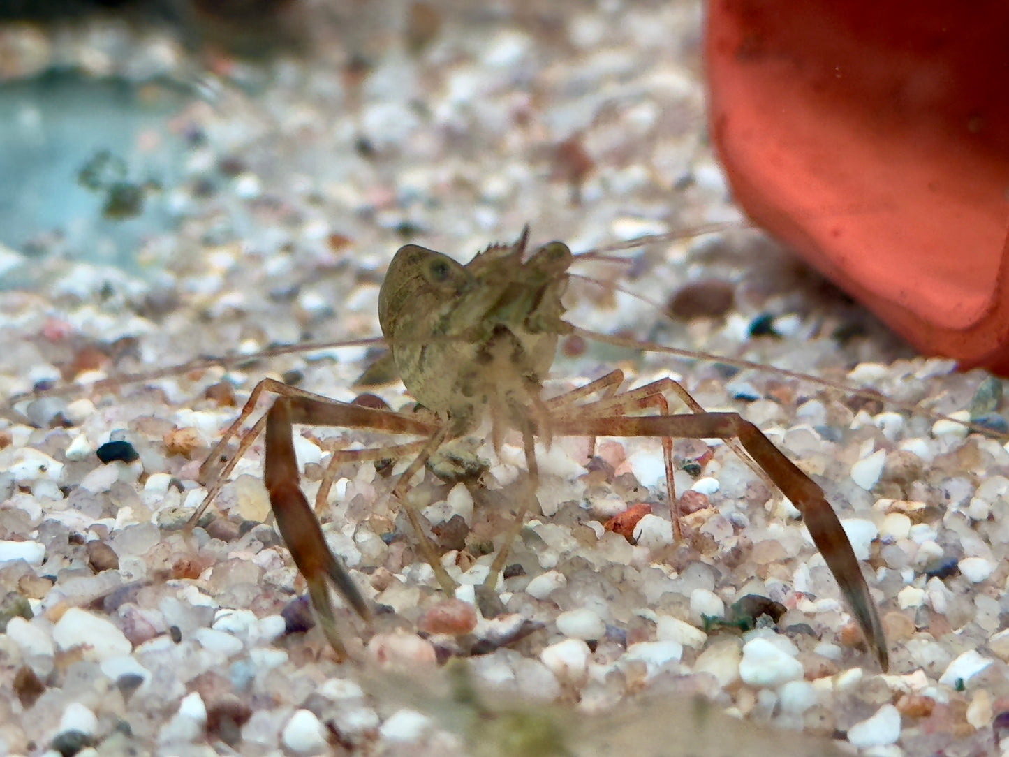 Ringelhandgarnele Macrobrachium assamense