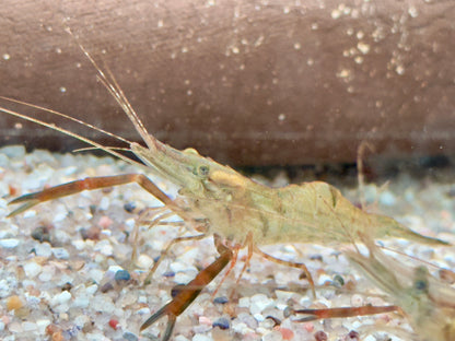 Ringelhandgarnele Macrobrachium assamense