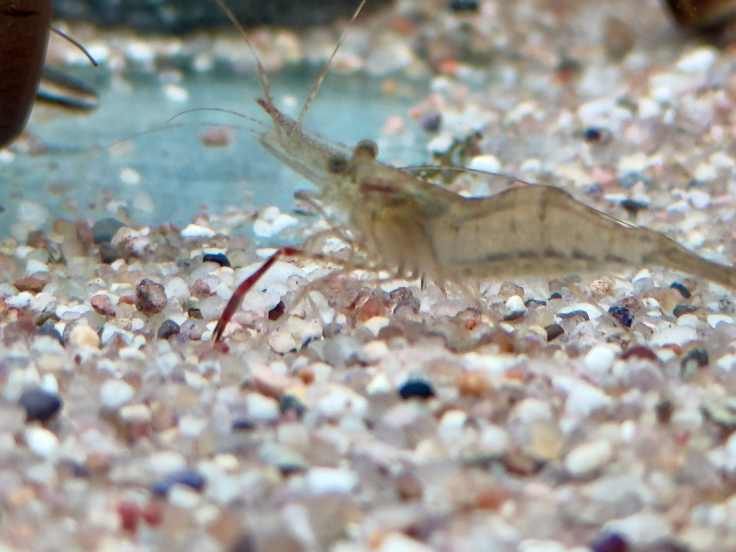 Ringelhandgarnele Macrobrachium assamense