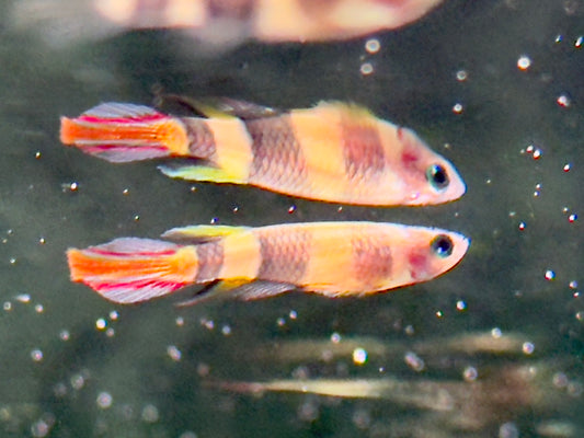 Ringelhechtling Epiplatys annulatus