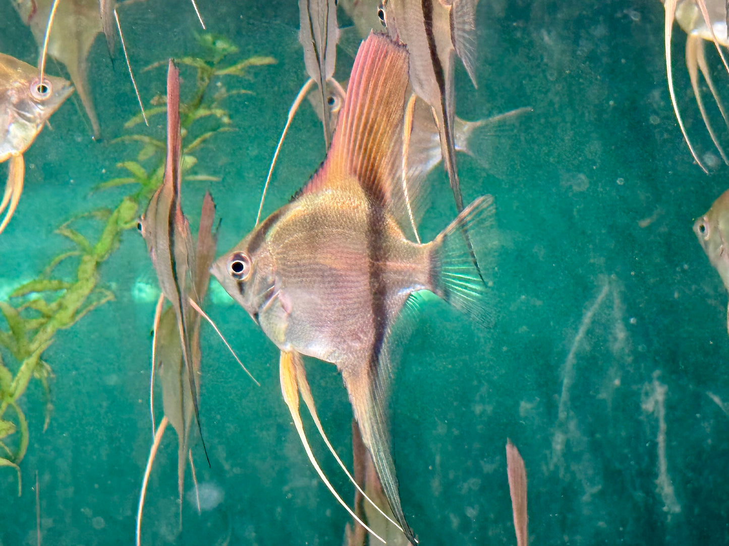 Manacapuru Rotrücken Skalar Pterophyllum spec.