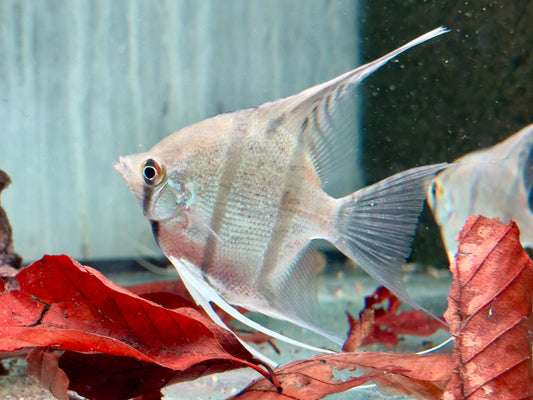 Rio Nanay Peru Altum Skalar Pterophyllum scalare