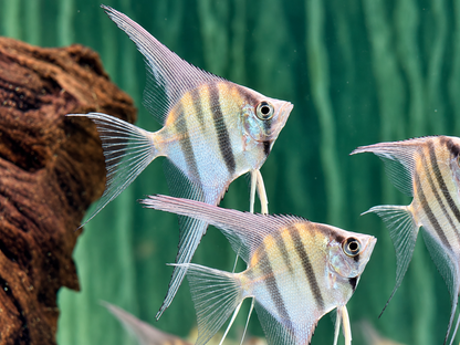 Rio Nanay Peru Altum Skalar Pterophyllum scalare