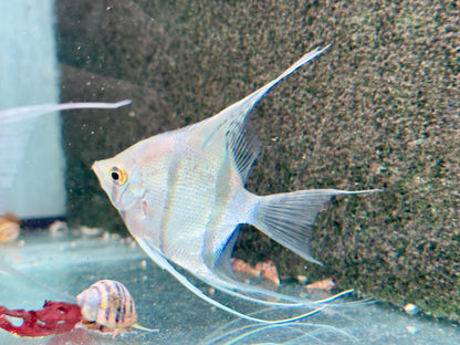 Rio Nanay Peru Altum Skalar Pterophyllum scalare