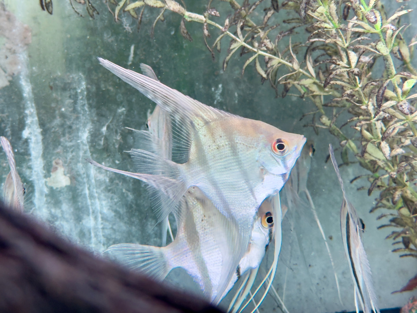 Rio Nanay Peru Altum Skalar Pterophyllum scalare