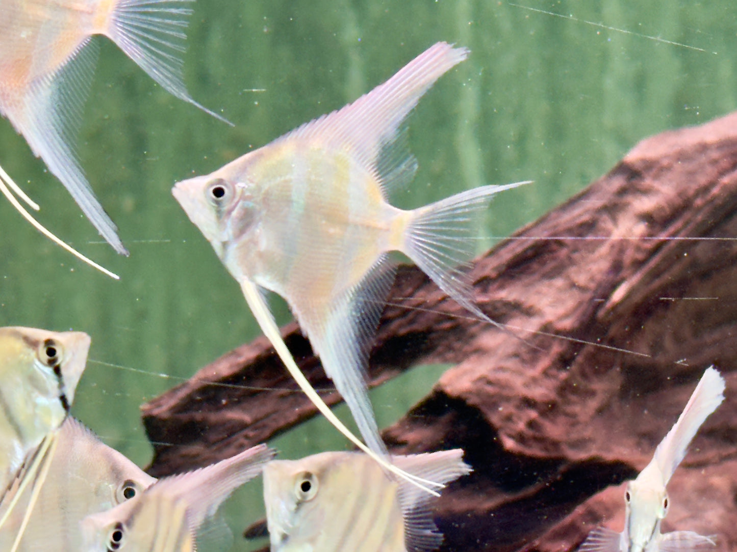 Rio Nanay Peru Altum Skalar Pterophyllum scalare Wild