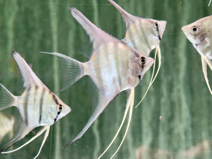 Rio Nanay Peru Altum Skalar Pterophyllum scalare Wild