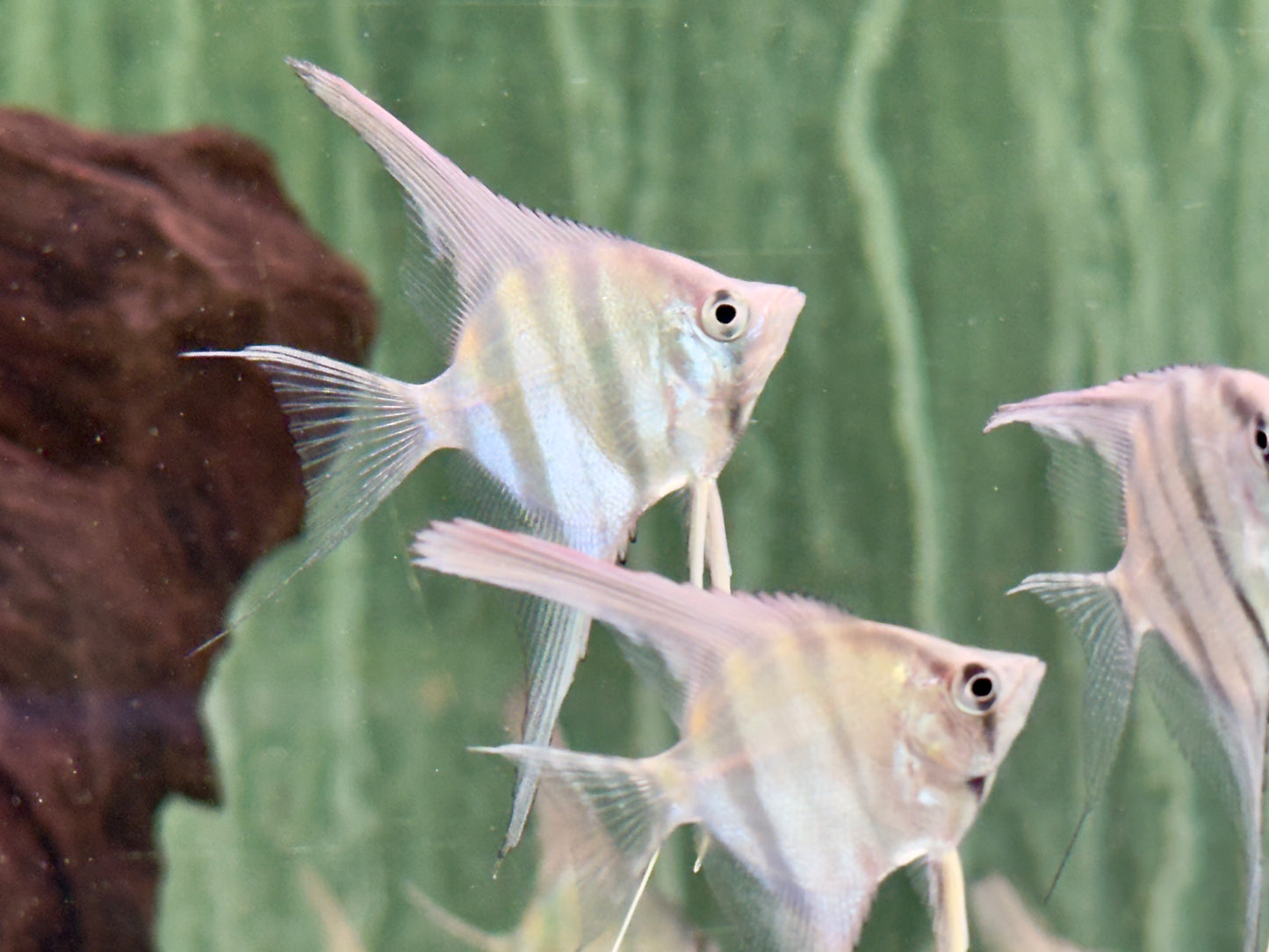 Rio Nanay Peru Altum Skalar Pterophyllum scalare Wild