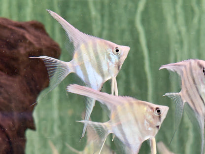 Rio Nanay Peru Altum Skalar Pterophyllum scalare Wild
