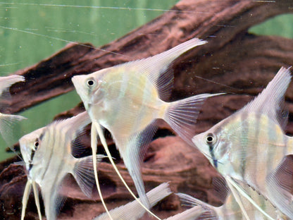 Rio Nanay Peru Altum Skalar Pterophyllum scalare Wild