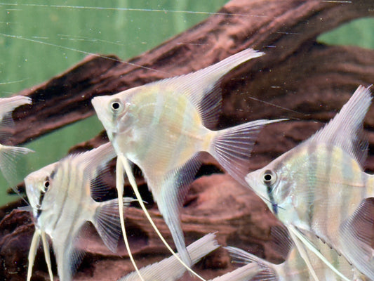 Rio Nanay Peru Altum Skalar Pterophyllum scalare Wild