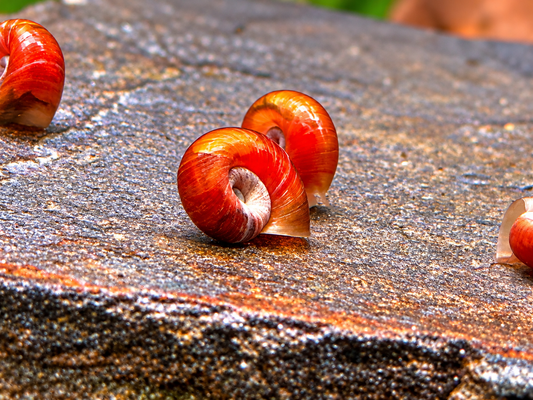 Rosa Rote Posthornschnecke Planorbella duryi