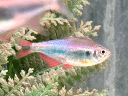 Rot Blauer Perusalmler Hyphessobrycon margitae