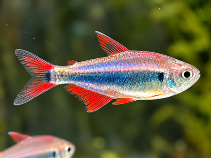 Rot Blauer Perusalmler Hyphessobrycon margitae