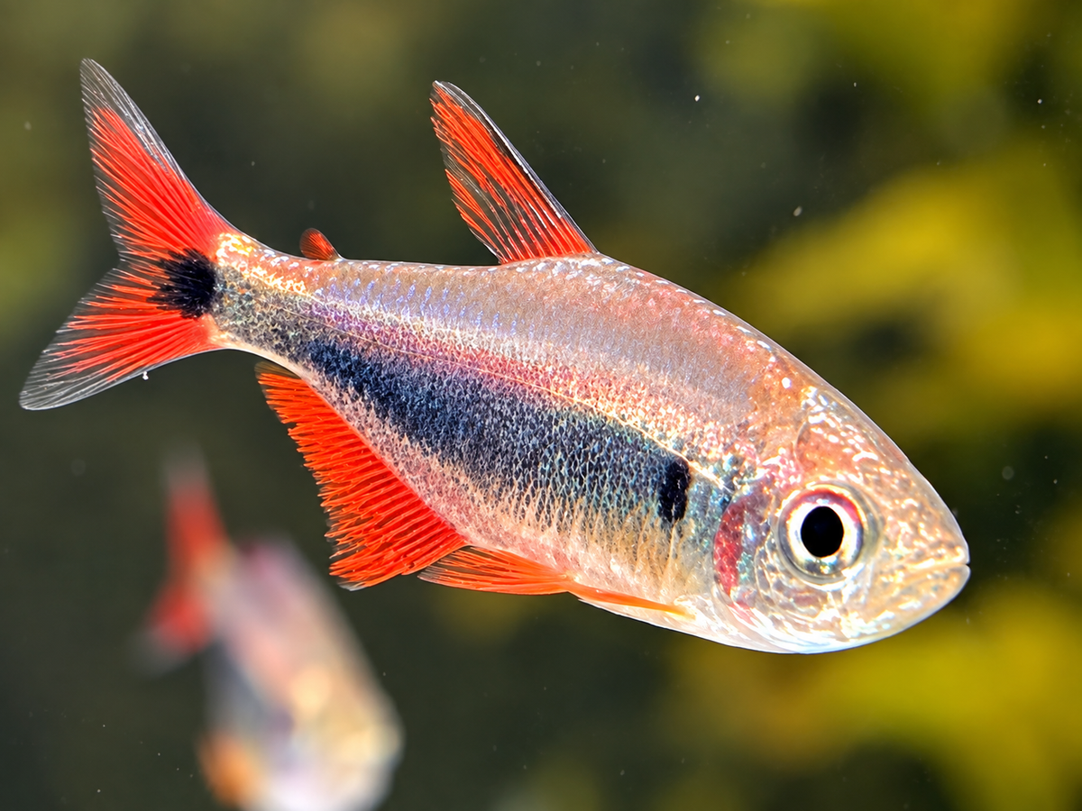 Rot Blauer Perusalmler Hyphessobrycon margitae