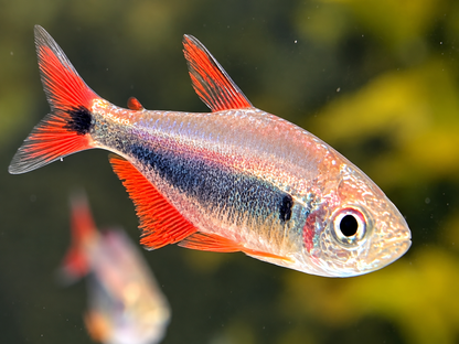 Rot Blauer Perusalmler Hyphessobrycon margitae